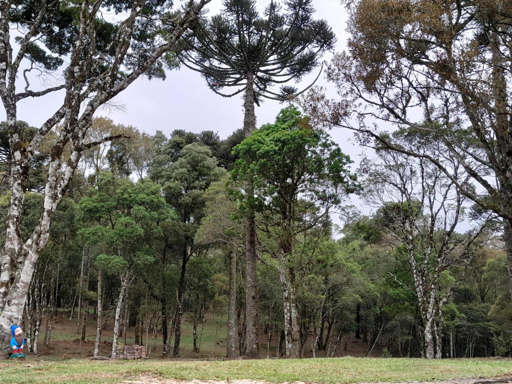 Cabanas Dos Pinheiros เซาฟรานซิสโก จิ เปาลา ห้อง รูปภาพ