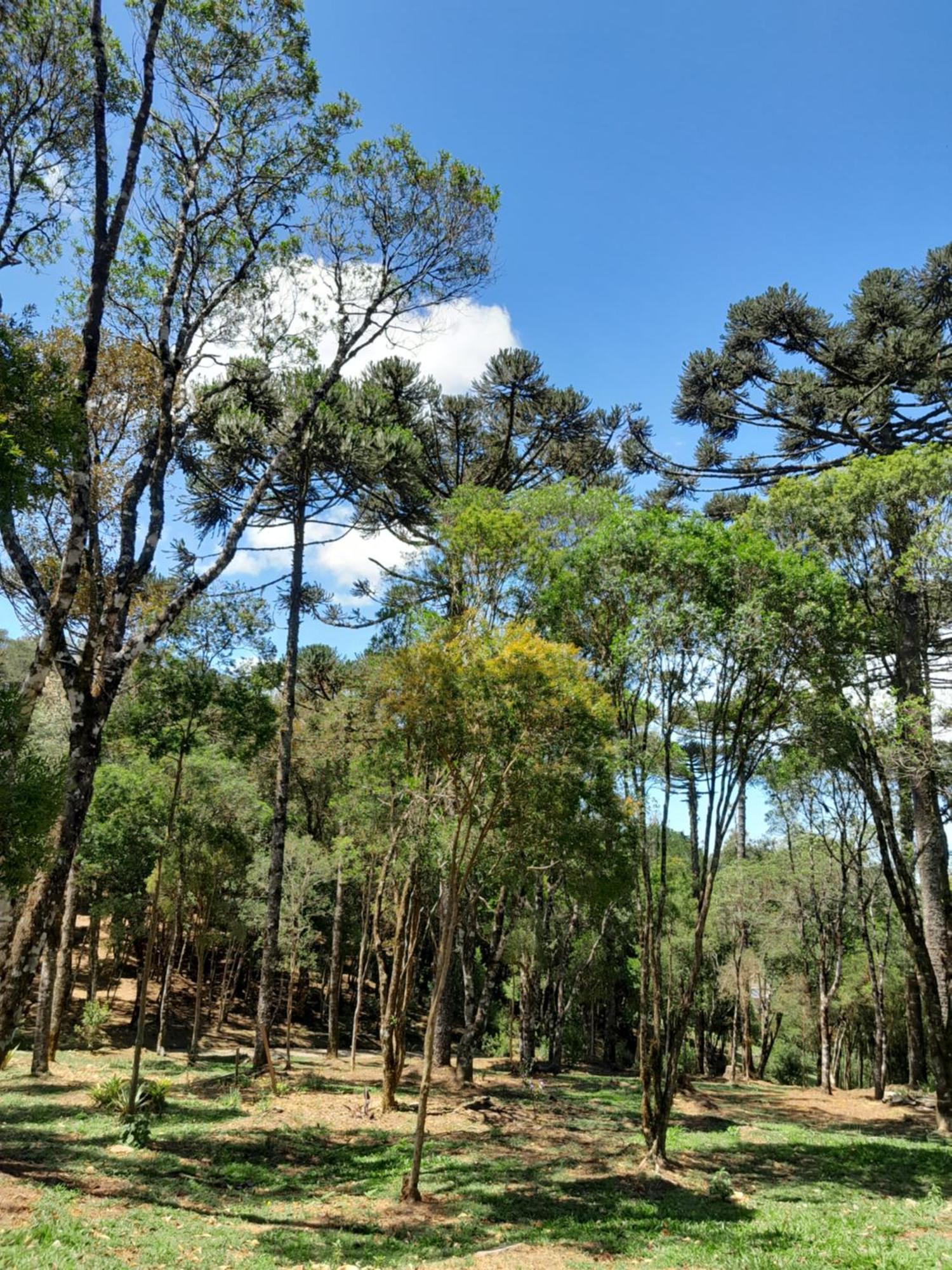 Cabanas Dos Pinheiros เซาฟรานซิสโก จิ เปาลา ห้อง รูปภาพ
